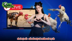 Đá Gà Cựa Sắt - Giải Đấu Cược Và Thưởng Giá Trị Lớn