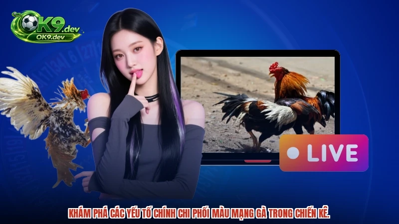 Khám phá các yếu tố chính chi phối màu mạng gà trong chiến kê.