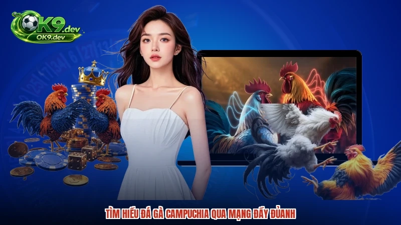 Tìm hiểu đá gà Campuchia qua mạng đầy đủanh