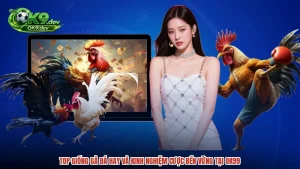 Top Giống Gà Đá Hay Và Kinh Nghiệm Cược Bền Vững Tại OK99